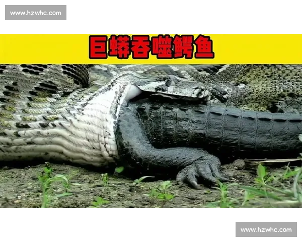 鳄鱼vs巨蟒终极对决谁才是湿地霸主全解析生存法则深度剖析